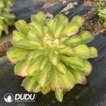 Aeonium Zhi Fou - Image 2