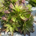 Aeonium Halloween silky mutation Clustering - Image 2