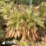 Aeonium V Variegated Cristata (Grafted) - Image 2