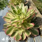 Aeonium Pitaya Clustering - Image 2
