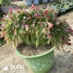 Aeonium White Phoenix Cristata - Image 2