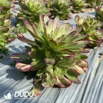 Aeonium Lychee Variant Clustering - Image 2