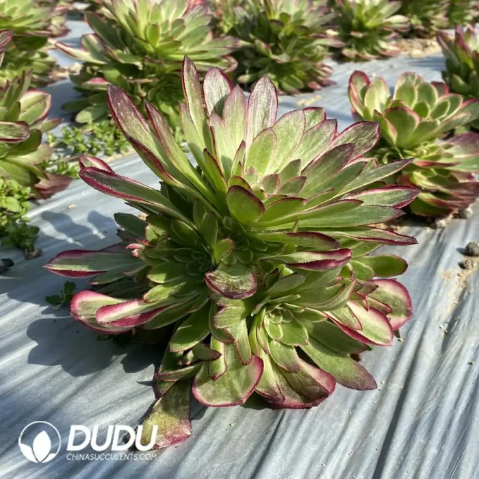 Aeonium Lychee Variant Clustering - Image 2