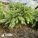 Aeonium Yan Ning Cristata - Image 2