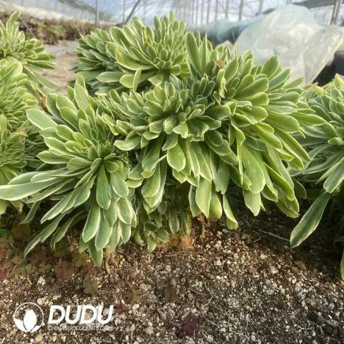 Aeonium Yan Ning Cristata - Image 2