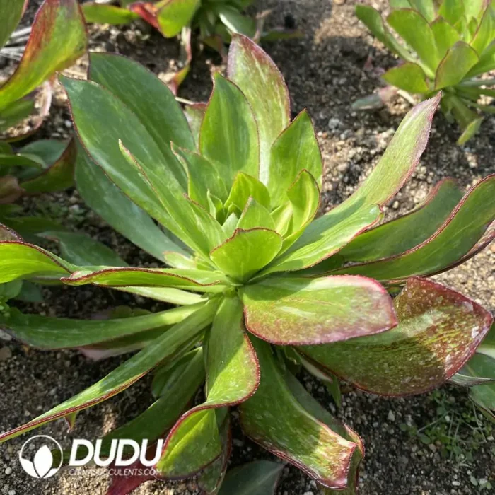 Aeonium Phantom Colorful Clustering - Image 2