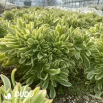 Aeonium Gorgeous Sun Umbrella Cristata - Image 2