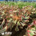 Aeonium Alice Clustering - Image 2