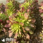 Aeonium Shao Hua Cristata - Image 2