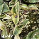 Agave titanota 'Hail'（Exclusive） - Image 2