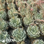 Echeveria Jade Waist Slave Variegated - Image 2
