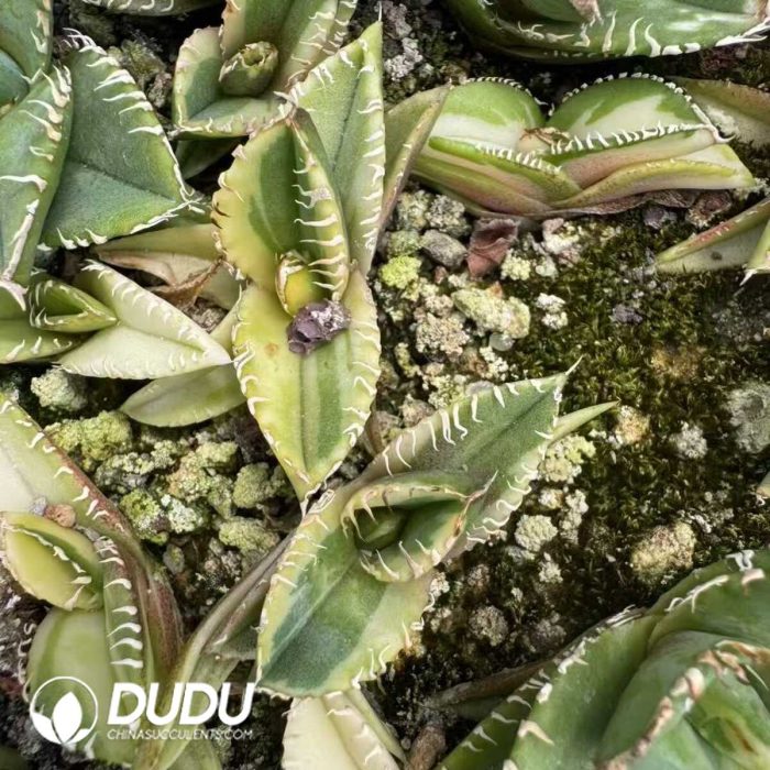 Agave titanota 'Hail'（Exclusive） - Image 2