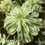 Aeonium Brandy/Porsche Clustering - Image 2