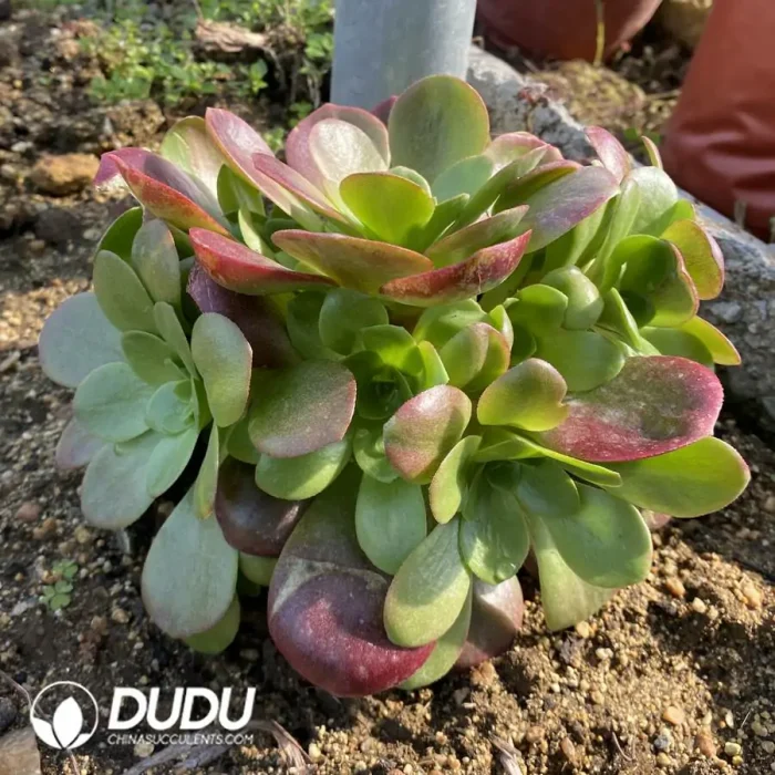 Aeonium Romantic Rose Clustering - Image 2