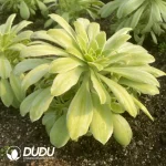 Aeonium Jade City Mutation Variegated Clustering - Image 2