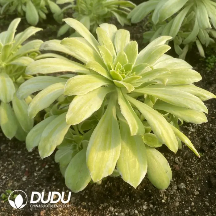 Aeonium Jade City Mutation Variegated Clustering - Image 2