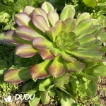 Aeonium Pink Witch Mediopicta Variegated Clustering - Image 2