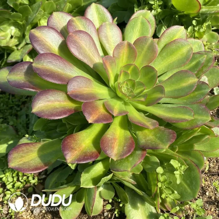 Aeonium Pink Witch Mediopicta Variegated Clustering - Image 2