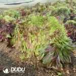 Aeonium Golden Silk Nanmu Cristata - Image 2