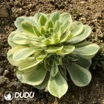 Aeonium Snow White Clustering - Image 2