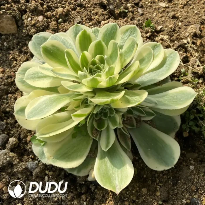 Aeonium Snow White Clustering - Image 2