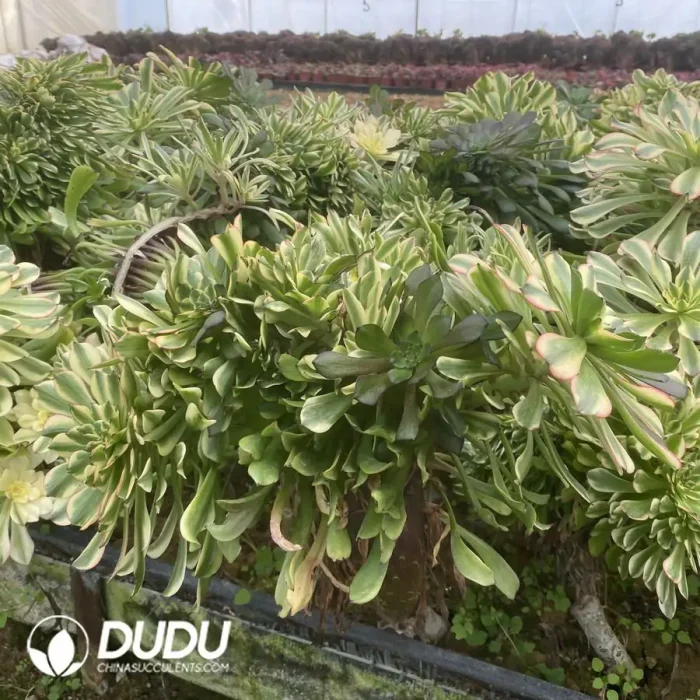 Aeonium Oil Painting Girl Cristata - Image 2