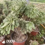 Aeonium Green Rose Cristata - Image 2