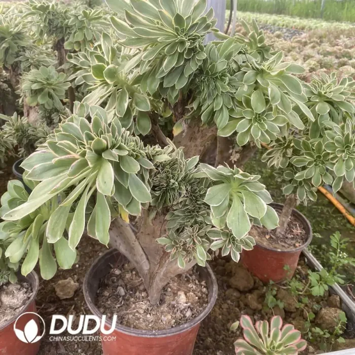 Aeonium Green Rose Cristata - Image 2