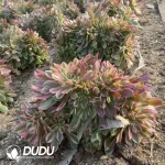 Aeonium Miul Cristata - Image 2