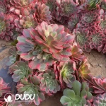 Aeonium Banshee Clustering - Image 2