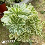 Aeonium Green Green Bean Paste Clustering - Image 2