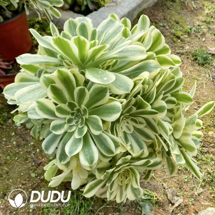 Aeonium Green Green Bean Paste Clustering - Image 2