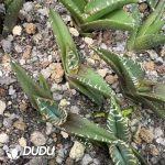 Agave titanota Brave Troops Variegated - Image 2