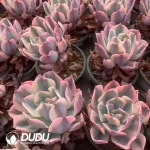 Echeveria Imbricata Variegated - Image 2