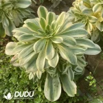 Aeonium White Jade Clustering - Image 2