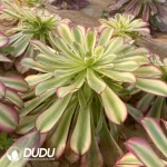 Aeonium Blue Bird Clustering - Image 2