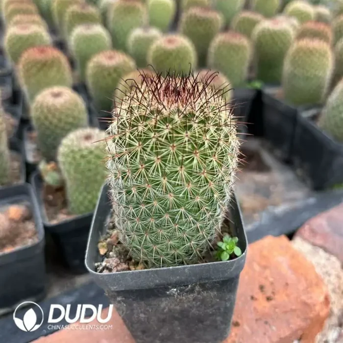 Mammillaria Matuda - Image 2