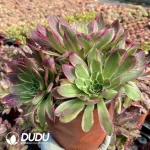 Aeonium Aquaman Clustering - Image 2