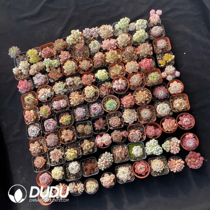 Echeveria Blind Box 100pcs - Image 2