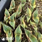 Agave Titanota King Kong Red Lion Variegated - Image 2