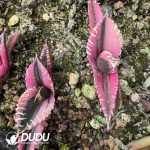 Agave titanota Caesar var. mediopicta - Image 2