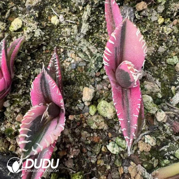 Agave titanota Caesar var. mediopicta - Image 2