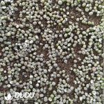 800-1000pcs Lithops olivacea - Image 2