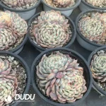 Echeveria Minima Variegated Double Head - Image 2