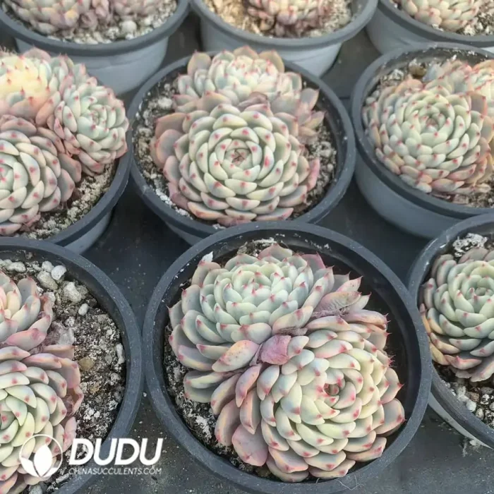 Echeveria Minima Variegated Double Head - Image 2