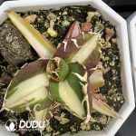 Agave titanota Hawkeye - Image 2