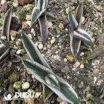 Agave titanota Juggernaut White Marginata Variegated - Image 2