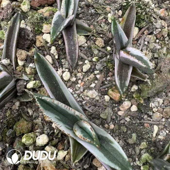 Agave titanota Juggernaut White Marginata Variegated - Image 2