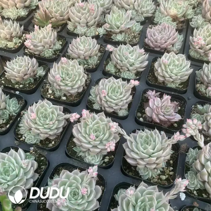 Echeveria Margrit Variegated - Image 2