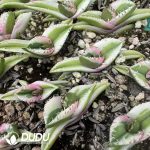 Agave titanota Magic Pill Variegated - Image 2